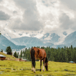 View of Nanga Parbat and Beyal Glacier during Fairy Meadows hike – Pakistan Peaks tour with Widad Tours