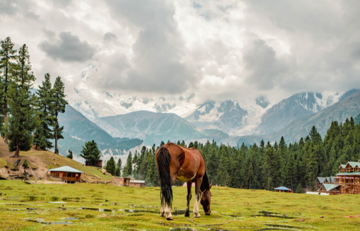 View of Nanga Parbat and Beyal Glacier during Fairy Meadows hike – Pakistan Peaks tour with Widad Tours